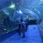 Akrüülne tunnel ookeaniumiprojekt avalikes akvaariumites